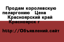 Продам королевскую пеларгонию › Цена ­ 450 - Красноярский край, Красноярск г.  »    